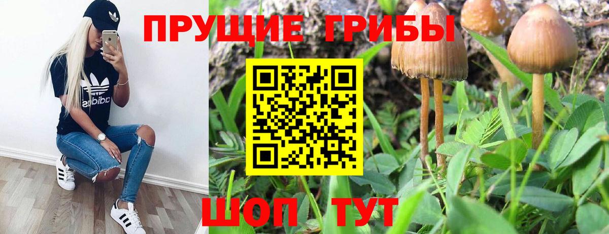 Галлюциногенные грибы Psilocybe  закладки  Карасук  Вход с VPN 